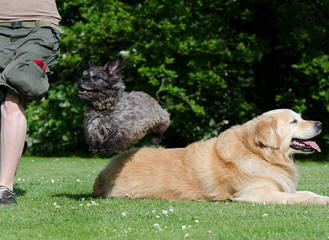 Crufts dog show