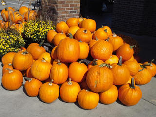 Thanksgiving pumpkins